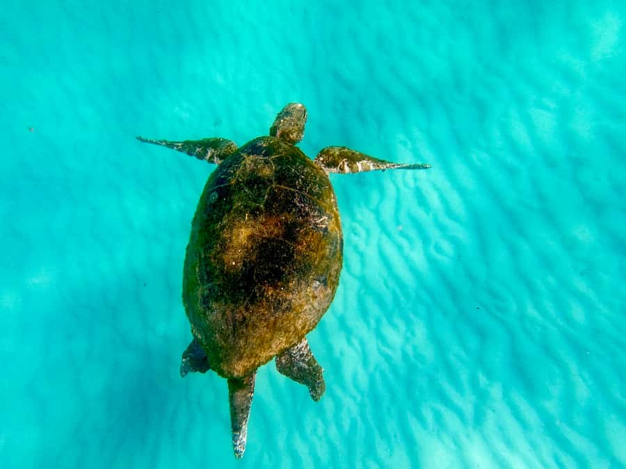 From Brisbane: Moreton Island Full-Day Trip - Transparent kayaking over clear water