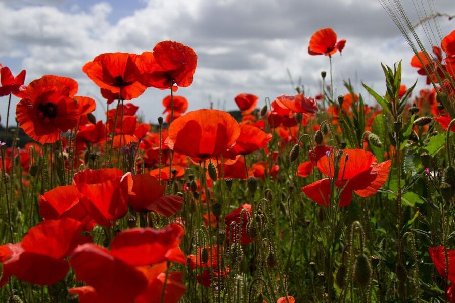 From Bruges: Flanders Fields Remembrance Full-Day Trip - Who will appreciate this day most?