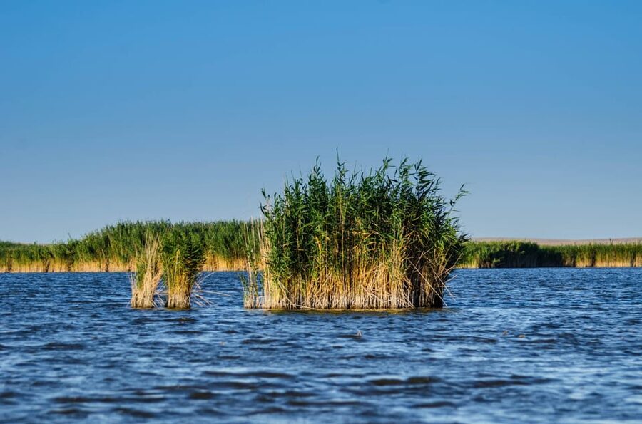 From Bucharest: Day Trip to Danube Delta - Should you book the Danube Delta trip?