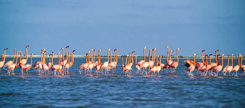 From Cancún: Rio Lagartos & Las Coloradas Day Trip & Lunch - Who will enjoy this tour most