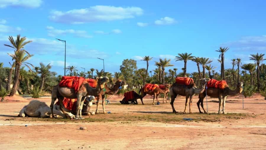 From Casablanca: Day Trip to Marrakech with Camel Ride - Lunch, shopping, and what is not included