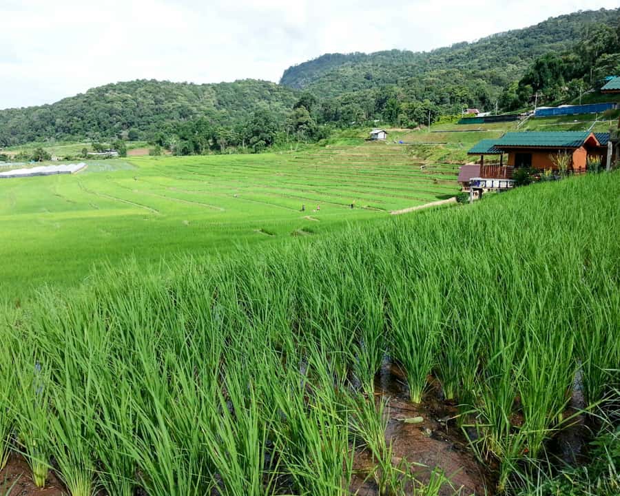 From Chiang Mai: Doi Inthanon National Park Day Trip & Hike - Why Doi Inthanon makes a good Chiang Mai day trip