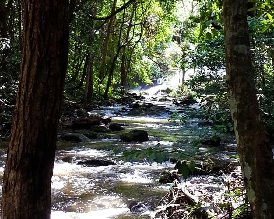 From Chiang Mai: Doi Inthanon National Park Day Trip & Hike - Angka Nature Trail and the high point of Thailand