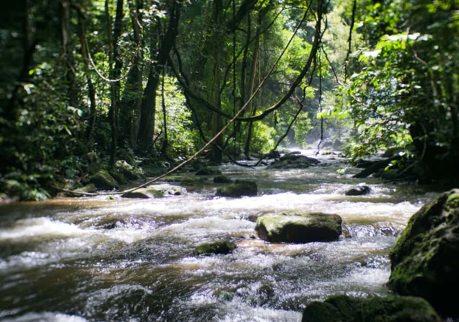 From Chiang Mai: Doi Inthanon National Park Day Trip & Hike - A quick stop at the Hmong market