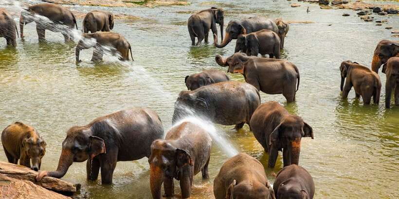 From Colombo: Kandy Full-Day Trip - What the $50 price really includes