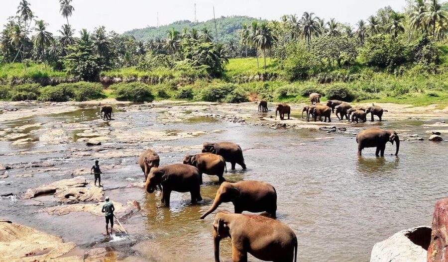 From Colombo: Kandy Full-Day Trip - The Temple of the Tooth and Kandy Lake