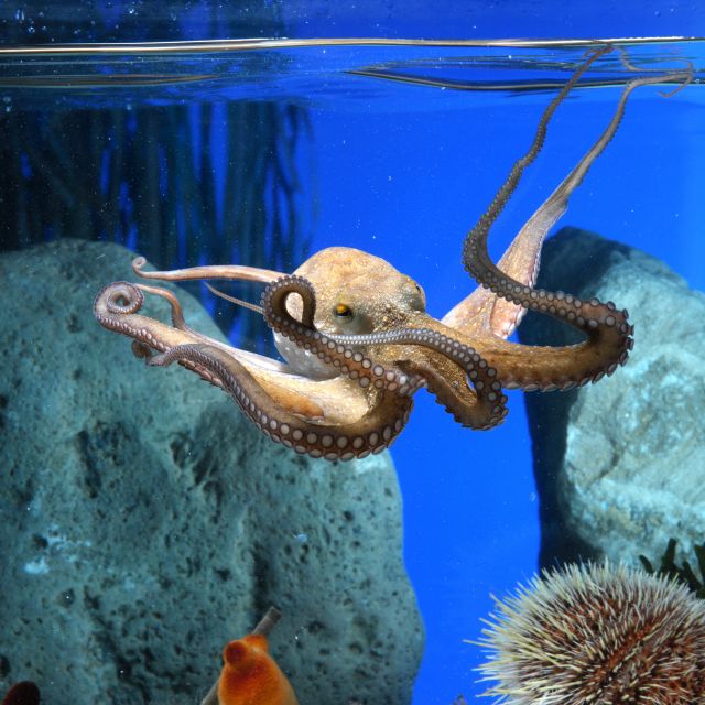 From Costa Brava: Barcelona Day Trip with Aquarium Visit - Key points to know before booking