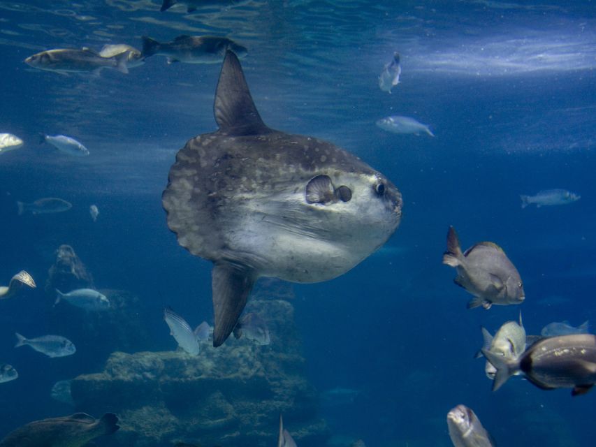 From Costa Brava: Barcelona Day Trip with Aquarium Visit - Leaving Costa Brava for Barcelona