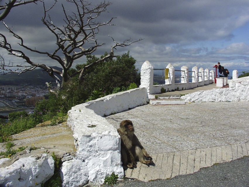 From Costa del Sol: Day Trip to Gibraltar with Guided Tour - Guides make the difference