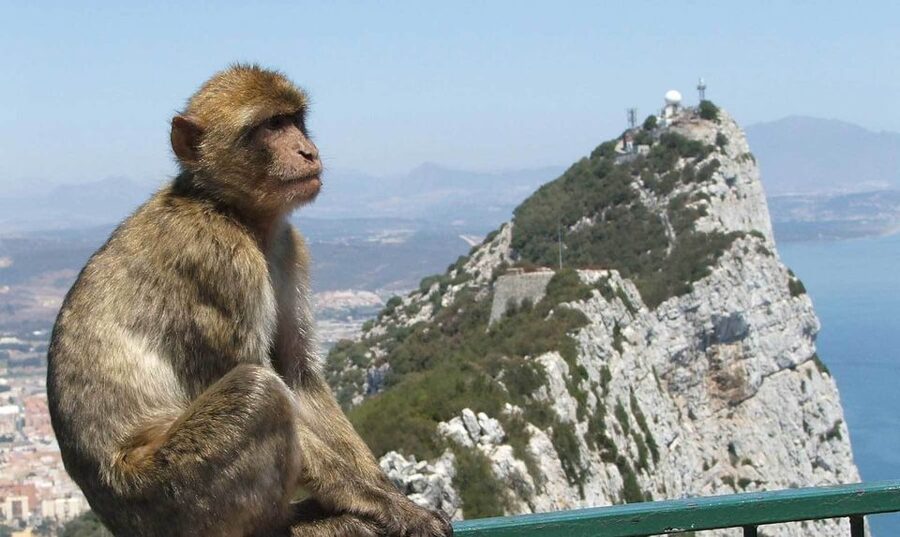 From Costa del Sol: Day Trip to Gibraltar with Guided Tour - Is $115 good value?