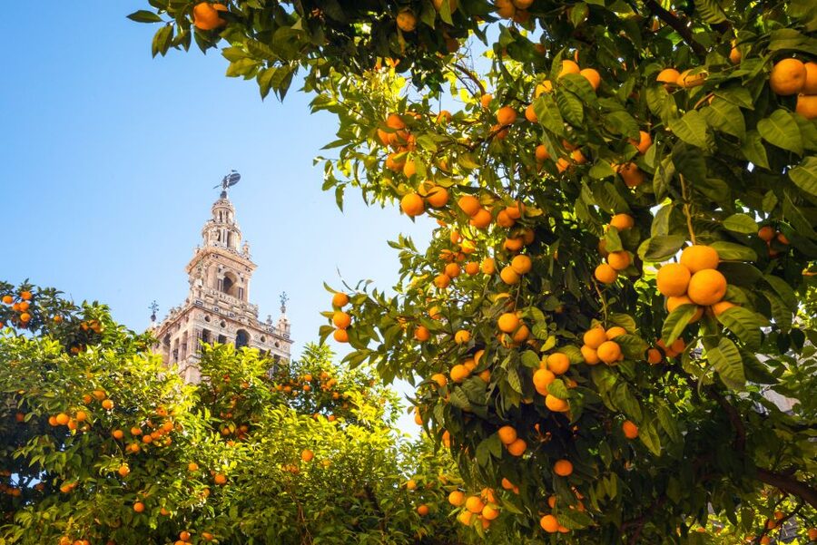 From Costa del Sol: Seville Day Trip - María Luisa Park And Plaza de España