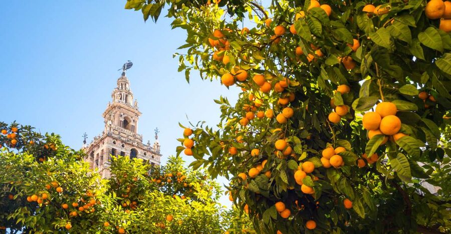 From Costa del Sol: Seville Day Trip - Transport, Timing, And The Real Cost