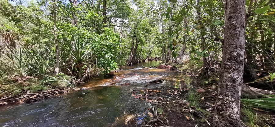 From Darwin: Litchfield National Park Small-Group Day Trip - Buley Rockholes: the first chance to cool off