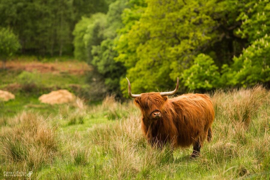 From Edinburgh: Isle of Skye and Hogwarts Express 4-Day Trip - Why this four-day Highland route works