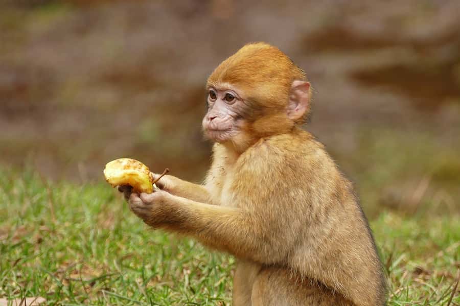From Fez: Middle Atlas and Monkey Forest Day Trip - Azrou and the working Berber village