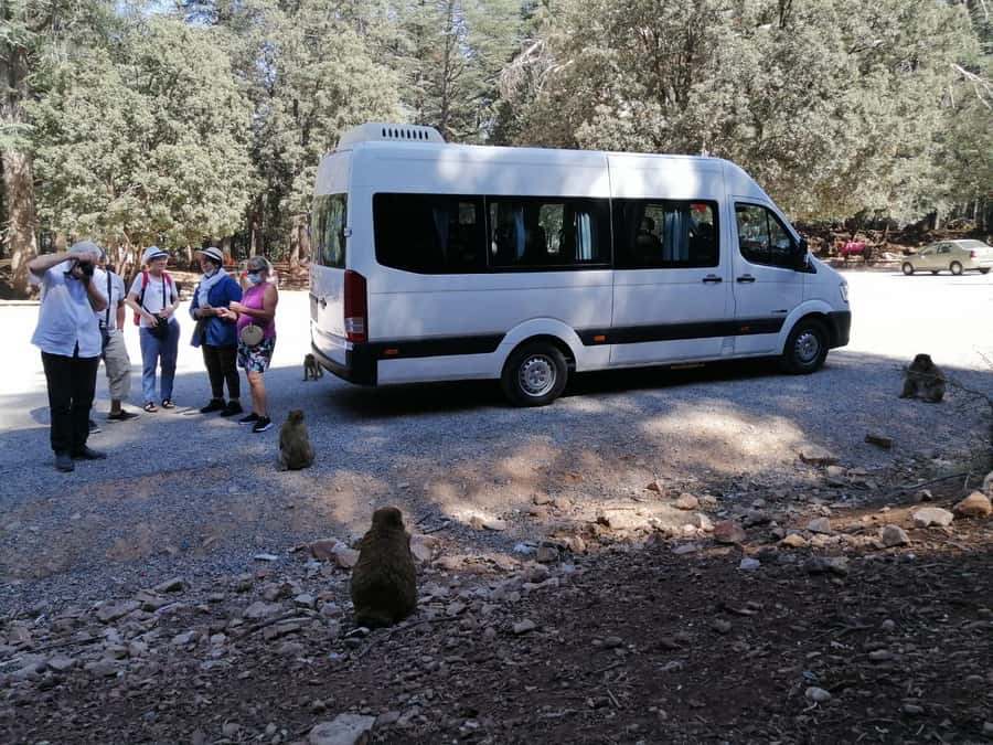 From Fez: Middle Atlas Day Trip with Ifrane National Park - Key points to know before you go