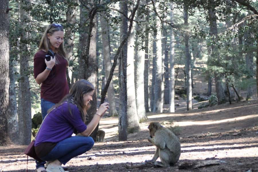 From Fez: Middle Atlas Day Trip with Ifrane National Park - Ain Vital and the road to Ifrane