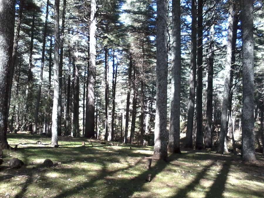 From Fez: Middle Atlas Day Trip with Ifrane National Park - Ifrane, Morocco’s French-style mountain town