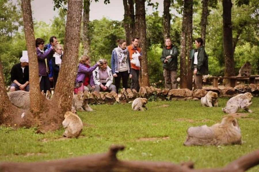 From Fez: Middle Atlas Ifran and Forest of Monkeys Day Trip - Why this Middle Atlas trip is worth considering