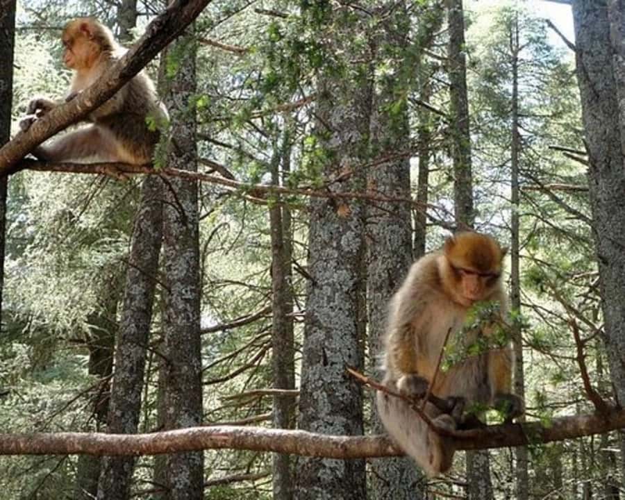 From Fez: Middle Atlas Ifran and Forest of Monkeys Day Trip - Imouzzer Kandar and the cave-home visit