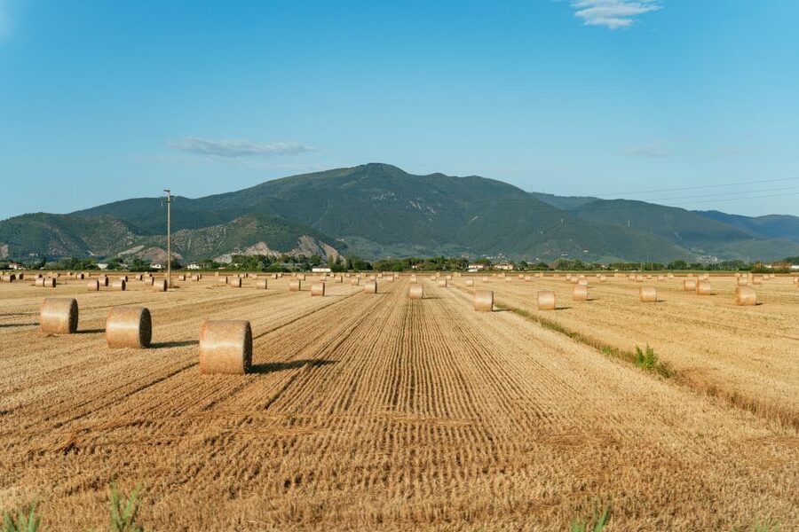 From Florence: Siena, San Gimignano, Pisa & Lunch at Winery - The real drawback: a lot of Tuscany in one day