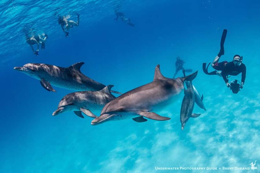 From Fort Lauderdale: Bimini Island Day Trip by Ferry - Beaches, cafés, and easy island time
