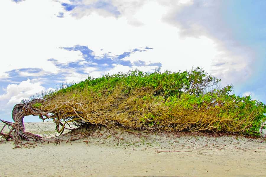 From Fortaleza: Day Trip to Jericoacoara - Why this Fortaleza day trip is worth considering