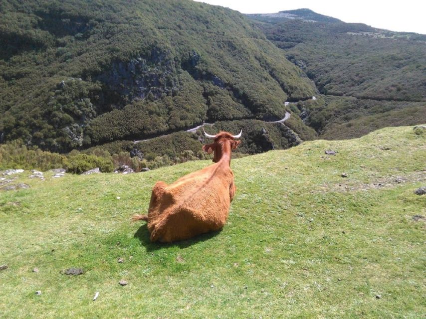 From Funchal: West Madeira and Laurel Forest Day Trip - Why this West Madeira route works so well
