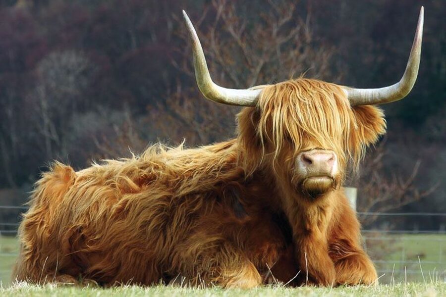 From Glasgow: Oban, Glencoe & West Highland Castles Day Trip - Glencoe, Rannoch Moor and the Black Mount