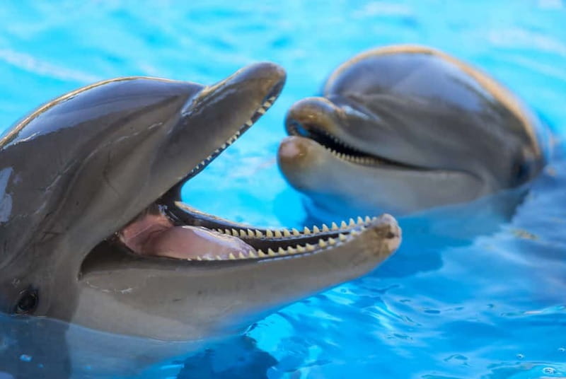 From Gran Canaria: Day Trip to Loro Parque Tenerife - Key points at a glance
