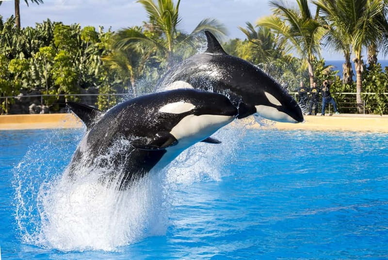 From Gran Canaria: Day Trip to Loro Parque Tenerife - Why this Gran Canaria day trip works