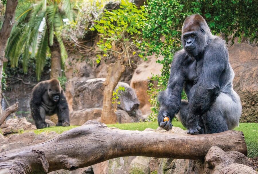 From Gran Canaria: Day Trip to Loro Parque Tenerife - Dolphin and sea lion shows
