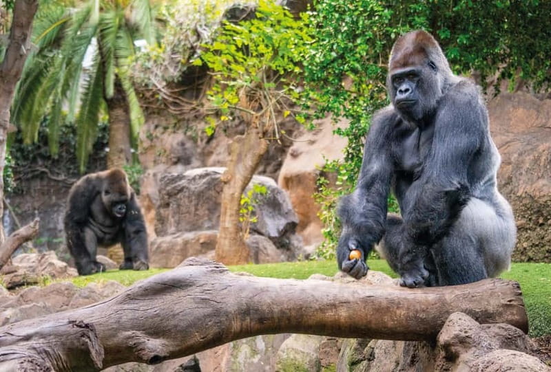 From Gran Canaria: Day Trip to Loro Parque Tenerife - Food, breaks, and what the price does not cover