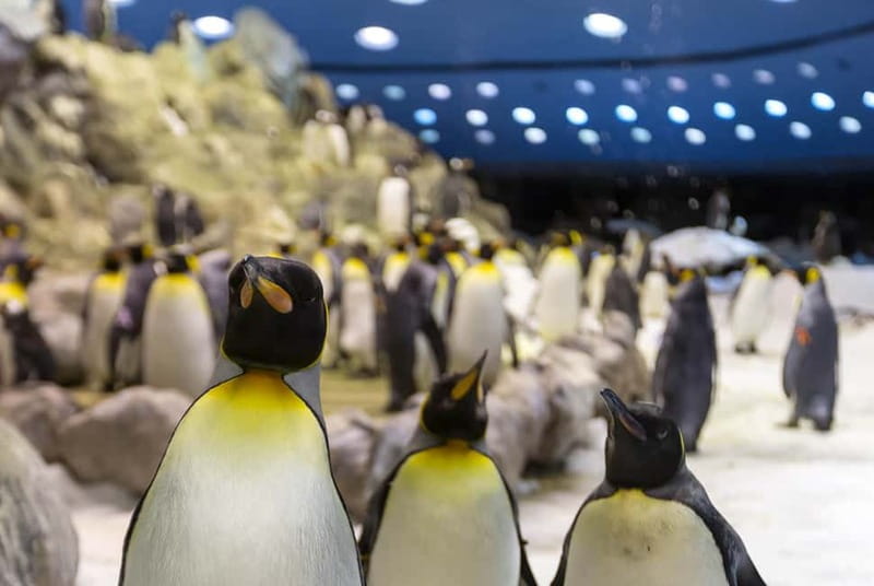 From Gran Canaria: Day Trip to Loro Parque Tenerife - The 8:00 AM ferry from Agaete