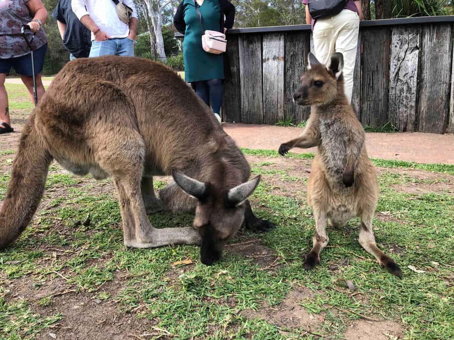 From Haymarket: Hunter Valley Wine and Wildlife Day Trip - Key points to know before booking