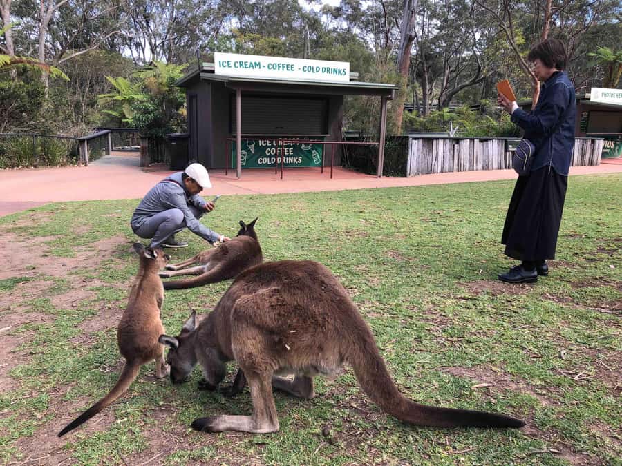 From Haymarket: Hunter Valley Wine and Wildlife Day Trip - Chocolate and cheese before the vineyards