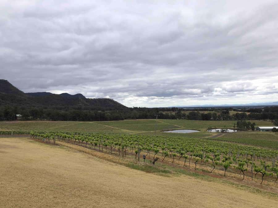 From Haymarket: Hunter Valley Wine and Wildlife Day Trip - Choosing lunch, wine, or a picnic