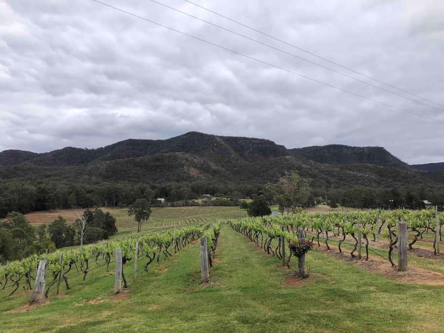 From Haymarket: Hunter Valley Wine and Wildlife Day Trip - Who will enjoy this day most?