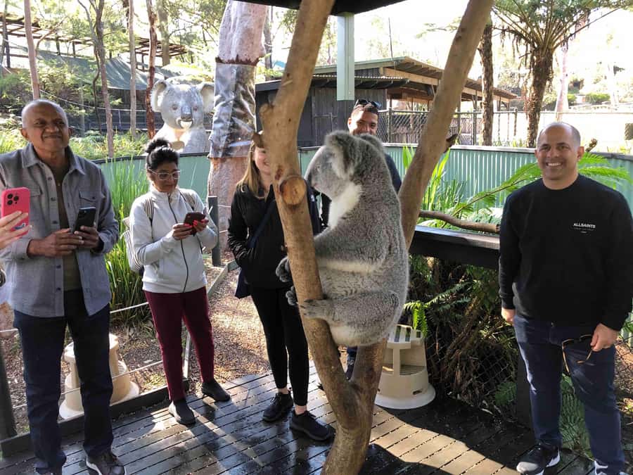 From Haymarket: Hunter Valley Wine and Wildlife Day Trip - Meeting koalas and feeding kangaroos
