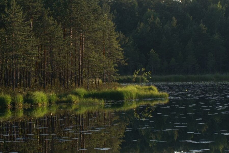 From Helsinki: Nuuksio National Park Half-Day Trip - Key points to know before you go