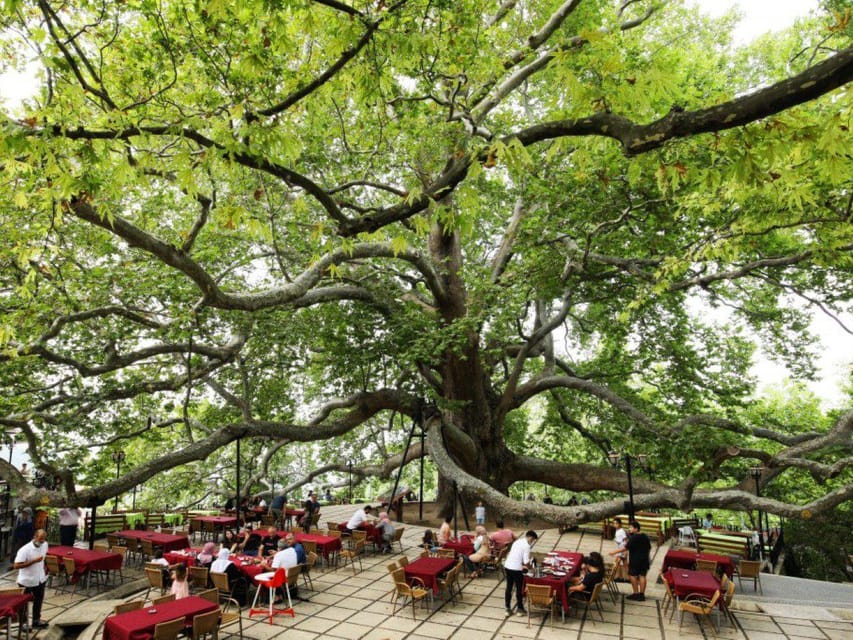 From Istanbul: Bursa Day Trip with Lunch and Transfers - The 610-year-old plane tree at Inkaya