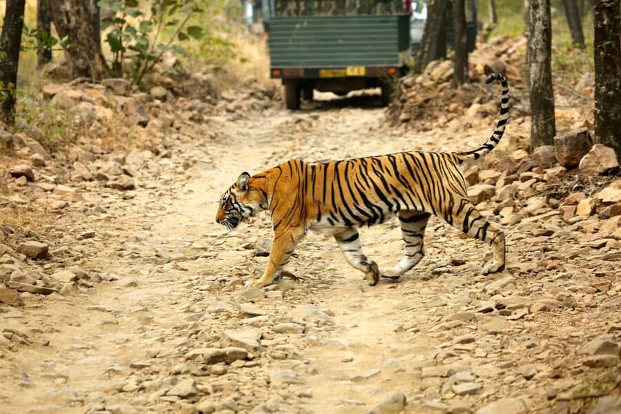 From Jaipur: One Day Trip to Ranthambore Tiger Safari - Key points to know before you book