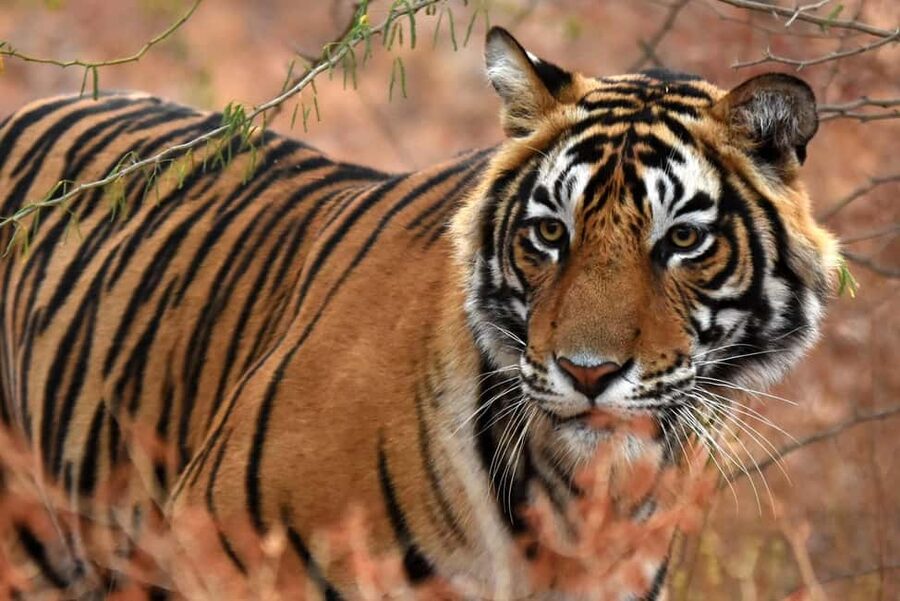 From Jaipur: One Day Trip to Ranthambore Tiger Safari - A full day from Jaipur to Ranthambore