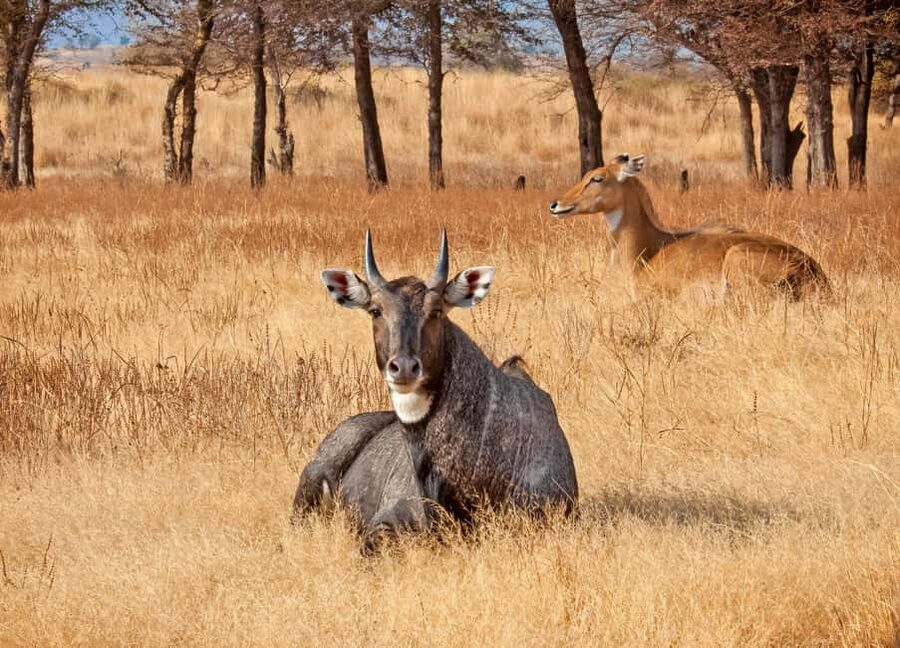 From Jaipur: One Day Trip to Ranthambore Tiger Safari - The afternoon safari: Jeep or Canter