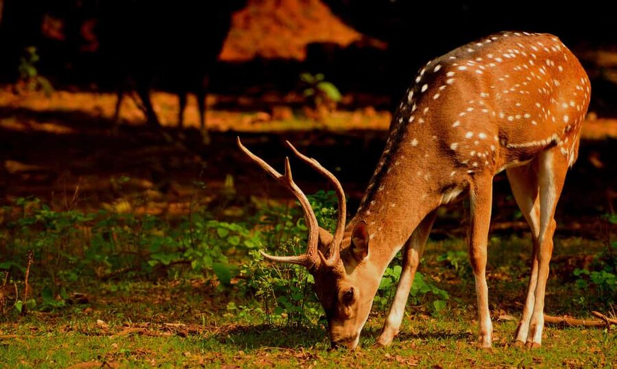 From Jaipur: One Day Trip to Ranthambore Tiger Safari - Practical comfort and what to pack