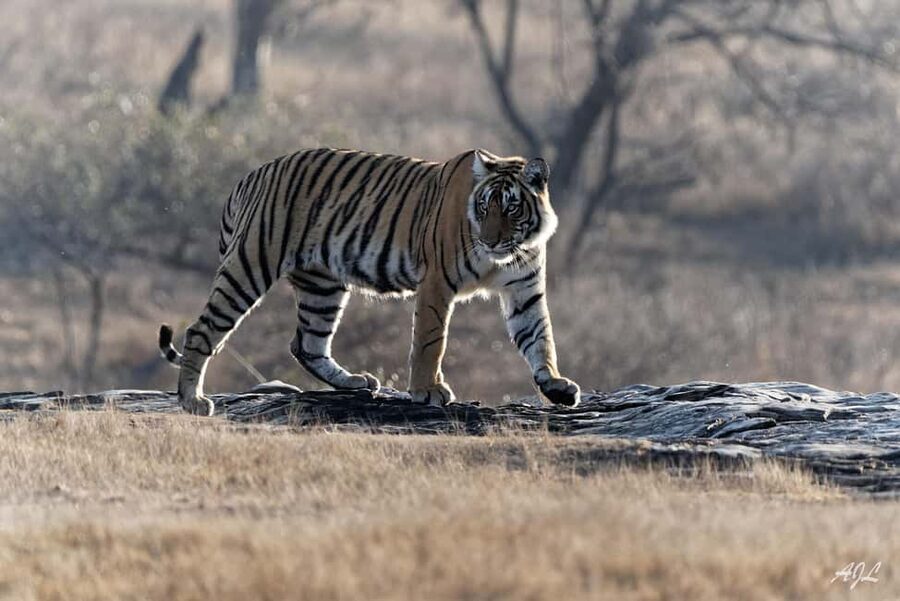 From Jaipur: One Day Trip to Ranthambore Tiger Safari - The best and weakest parts of the experience