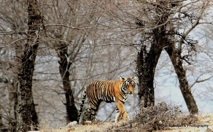 From Jaipur: One Day Trip to Ranthambore Tiger Safari - Sawai Madhopur and the gateway to the reserve