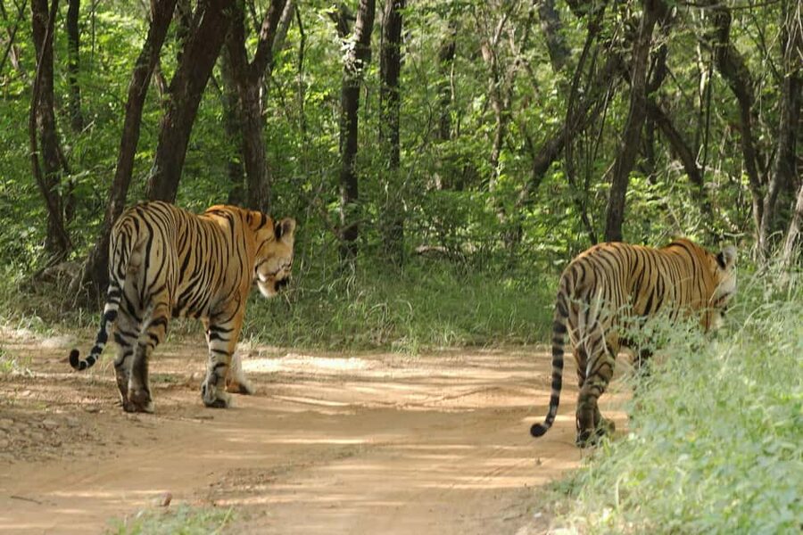 From Jaipur: Ranthambore National Park Day Trip with Safari - Key points before you book