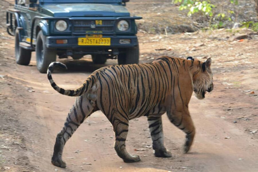From Jaipur: Ranthambore National Park Day Trip with Safari - The real cost of a day at Ranthambore