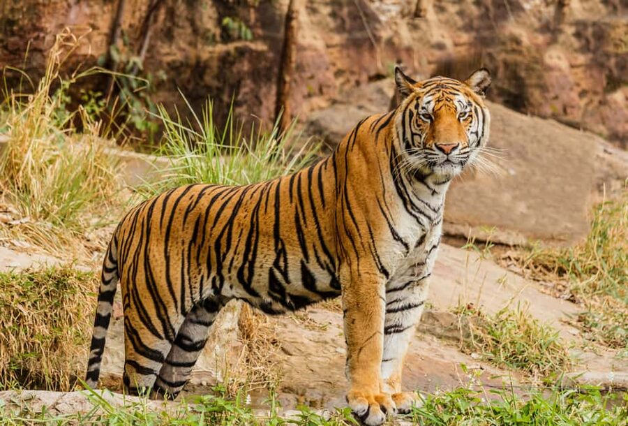 From Jaipur: Ranthambore National Park Day Trip with Safari - Reaching Sawai Madhopur and the park gate